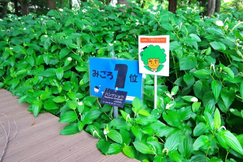 つくば植物園_筑波実験植物園